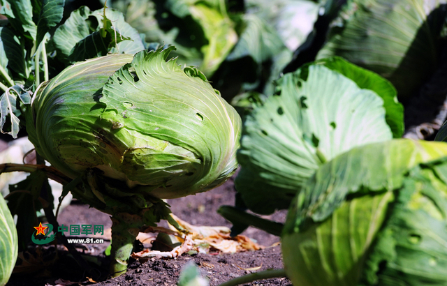 官兵们种植的苞菜（记者李爱明 摄）