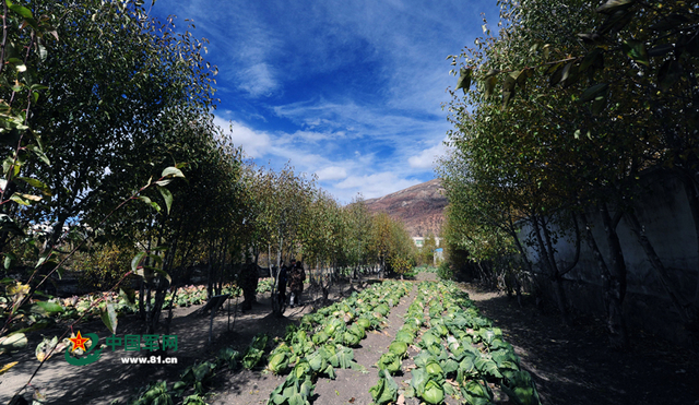 兵站蔬菜地里的苞菜（记者李爱明 摄）