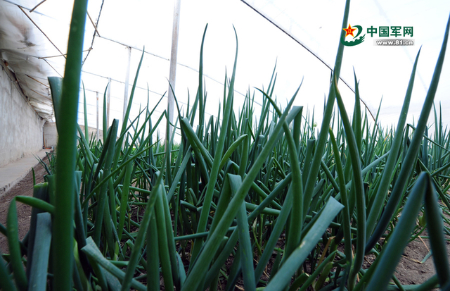 兵站蔬菜大棚内的小葱（记者李爱明摄）