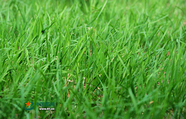 兵站蔬菜大棚内的韭菜（记者李爱明 摄）