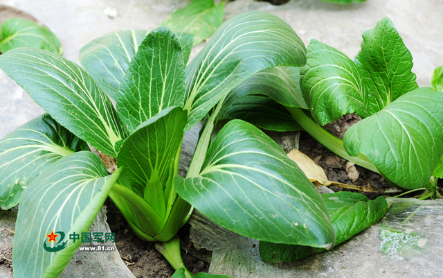 兵站蔬菜大棚内的油菜（记者李爱明 摄）