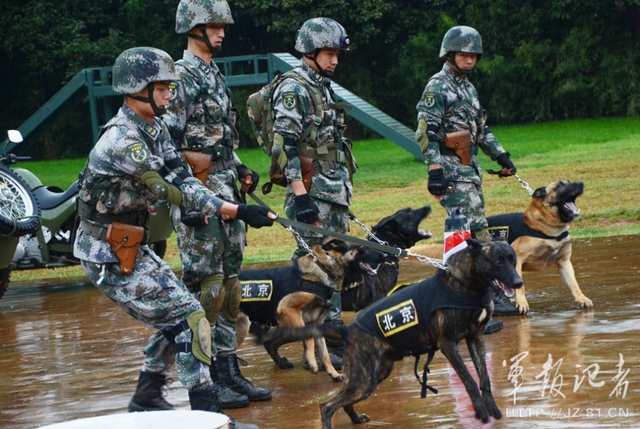 军犬求战欲望强烈