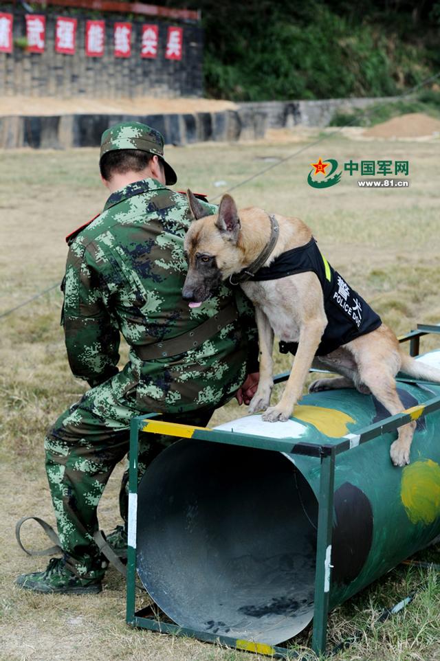 我军军犬将加入战斗序列用于作战维稳等任务 新浪图片