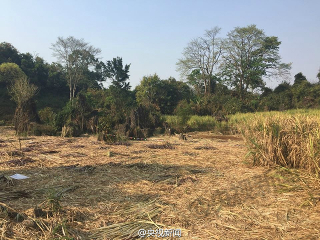 刚捆好的甘蔗还放在地里没有运出