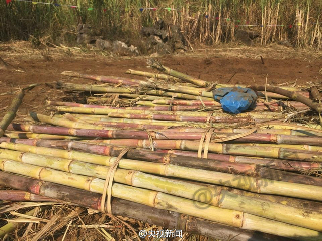 刚捆好的甘蔗还放在地里没有运出2