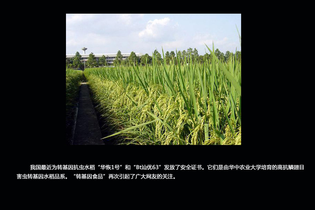 探寻你身边的“转基因食品”