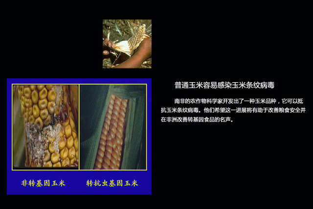 探寻你身边的“转基因食品”