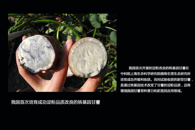 探寻你身边的“转基因食品”