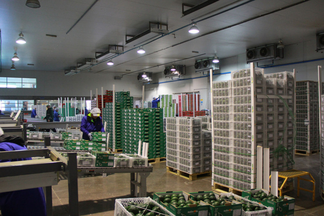 已经装箱的水果即将运入冷库