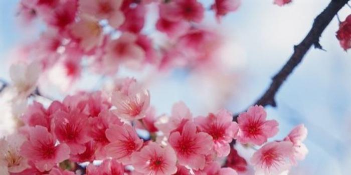 早春开启赏樱之旅樱花节英语怎么说 图 手机新浪网